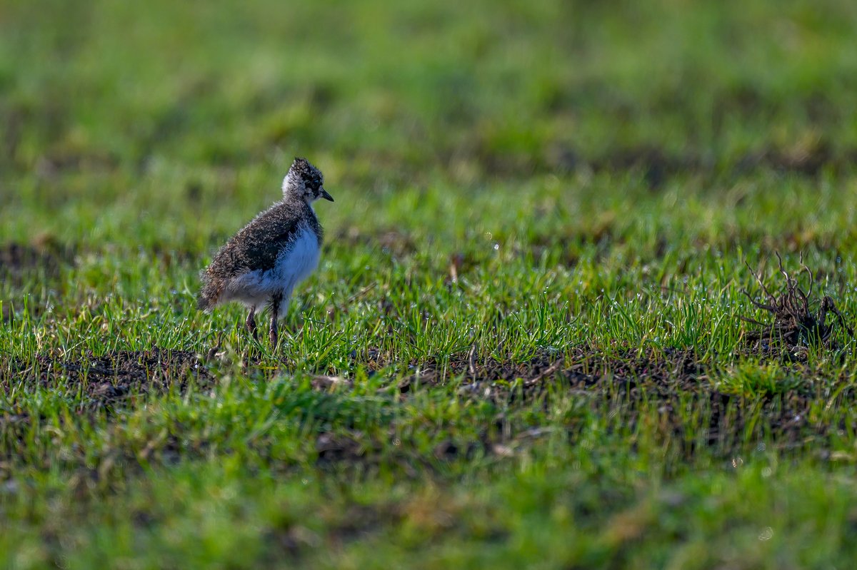 Lapwing chick at a site in Co Offaly this morning; now a very rare sight in the Irish countryside. Despite being Ireland's national bird, this species has suffered a severe decline in breeding numbers and is now Red-Listed. The parents of the chick were nearby.