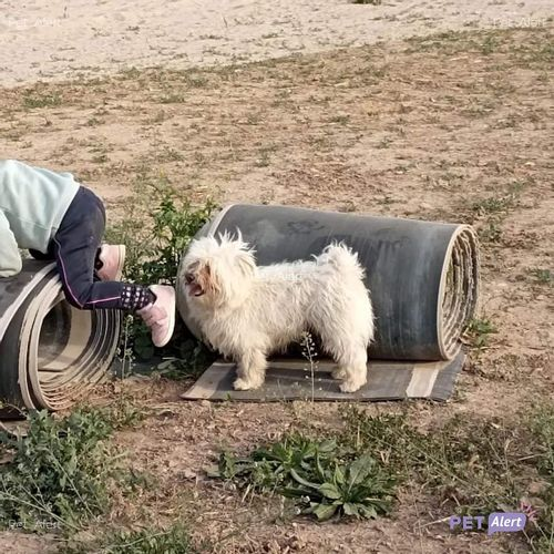 Nil Cat ||*|| 🎗🌊🐈🐩 tweet media