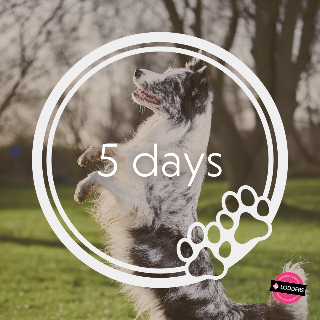 5 days to go! Have you and your furry friend been practising your best trick for the dog show?