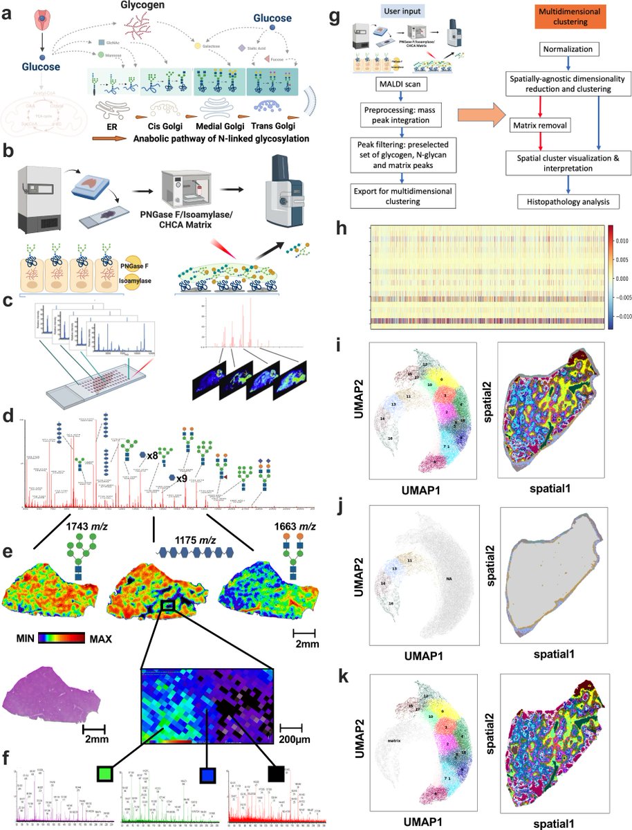 "Just published our latest study in Nature Communications! 🎉 We've used #SpatialMetabolomics to study in pulmonary fibrosis . Excited about the possibilities this opens up for the future of #PulmonaryFibrosis research! 🧪🔬 #ScienceTwitter 
rdcu.be/dcgM9