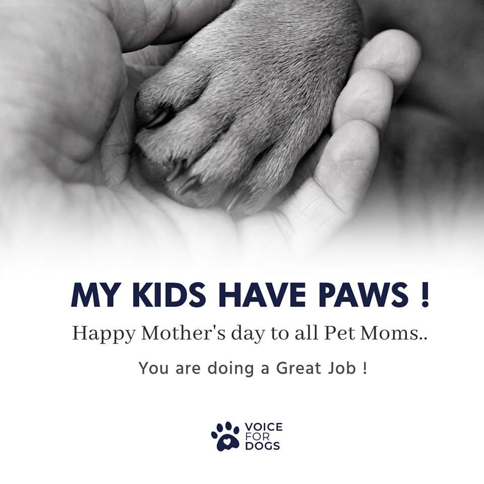 VoiceForDogsOrg's tweet image. Happy belated mothers day to awsome pet moms around the globe! 
#Petmom #100hrs #MothersDay2023 #dogmom #Dogsarefamily