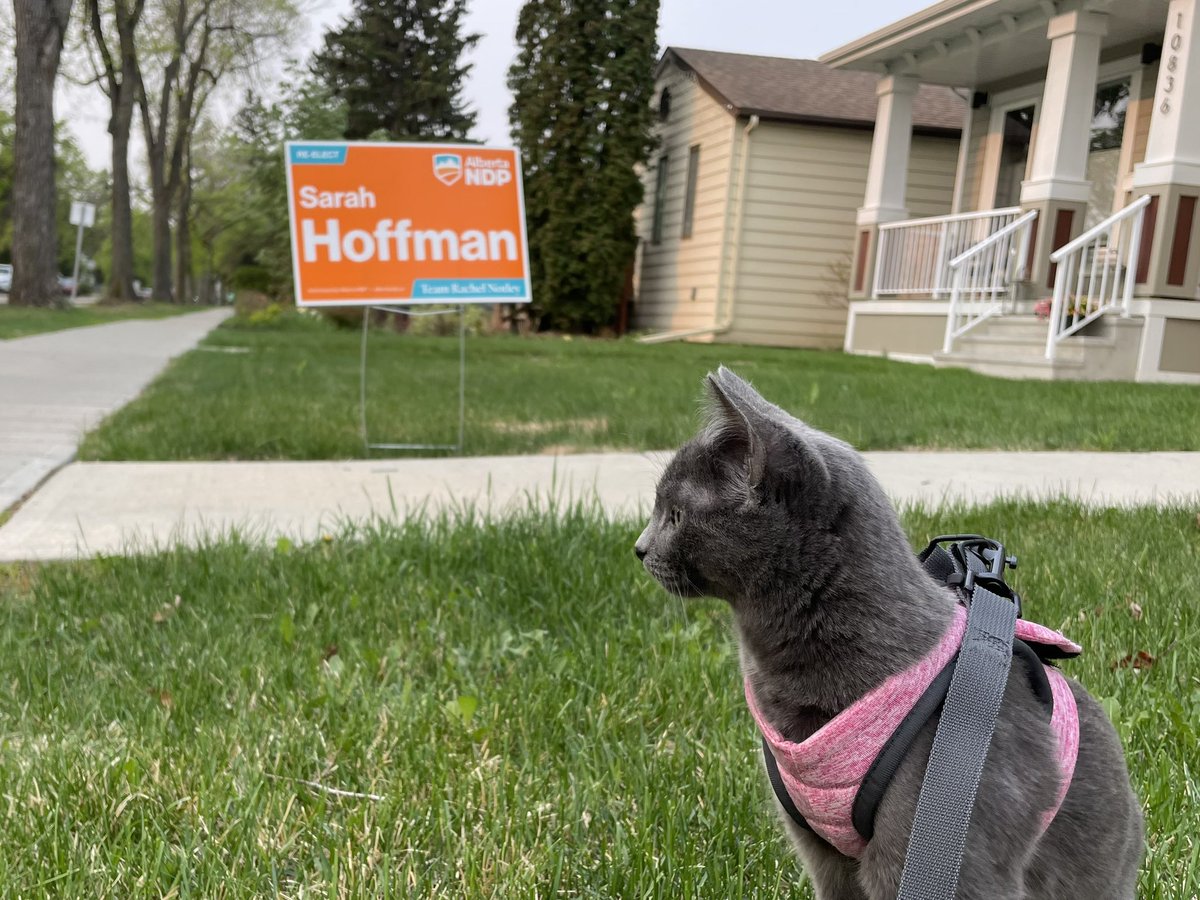 If Kitkat had a grasp on politics, she’d know that <a href="/shoffmanAB/">Sarah Hoffman</a> is a stellar person who is deserving of all our votes.