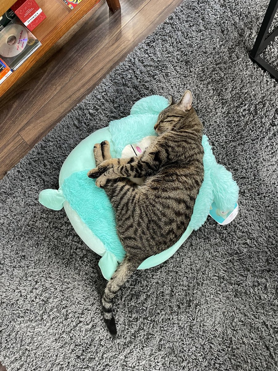 rachelht3's tweet photo. @squishmallows jupiter 🩵 joelle https://t.co/3hVejxkdEE
