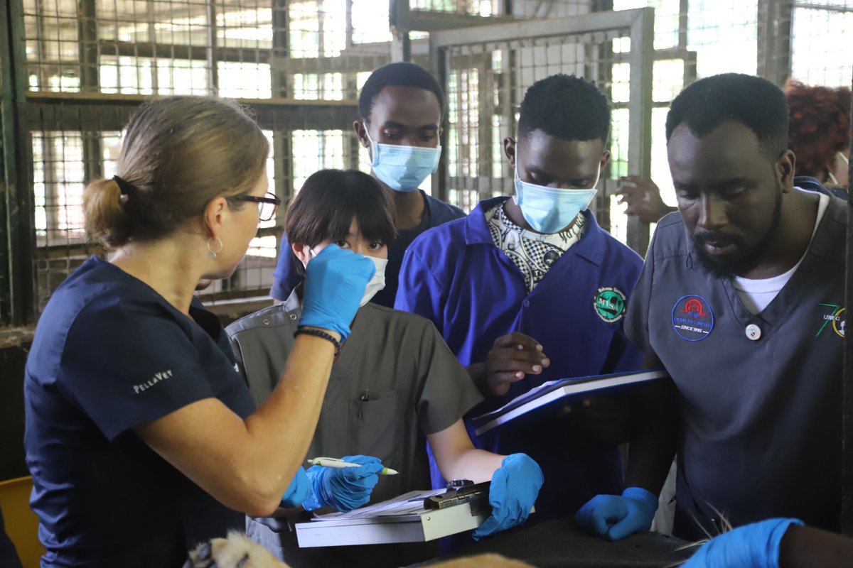 UWEC_EntebbeZoo's tweet photo. @UWEC_EntebbeZoo has begun the Annual Health Checks of wildlife species at the Entebbe Zoo. We are privileged to have an  all-species specialist Dr. Michelle Oakley, also the subject of @NatGeo Wild’s Dr. Oakley, @YukonVet as our Veterinarian Guest. https://t.co/eMZsMqWJNn