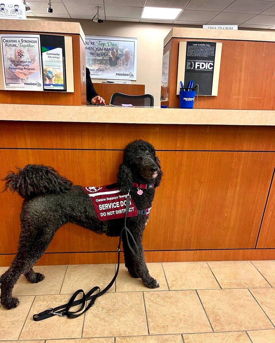 Canine_Support's tweet photo. CST’s “Top Dog” Raine in action at the bank! 🐶❤️🐾
Raine is a fully trained service dog of CST and exemplifies the highest standards of training and behavior from our program. https://t.co/XeYRAge2TI