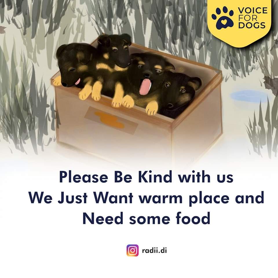 VoiceForDogsOrg's tweet image. Dogs are one of the most vulnerable domestic animals in the world. They need our support!
#straydogs #streetdogs #dogrescue #voicfordogs