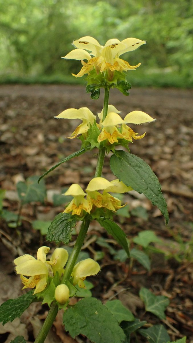 Our lovely native Yellow Archangel, Lamiastrum galeobdolon subsp. montanum, in Kent woodland. What a beauty. 💛 (Watch out not to confuse this with its non-native invasive cousin, L. galeobdolon subsp. argentatum, which has silver splodges on the leaves. #INNSweek)