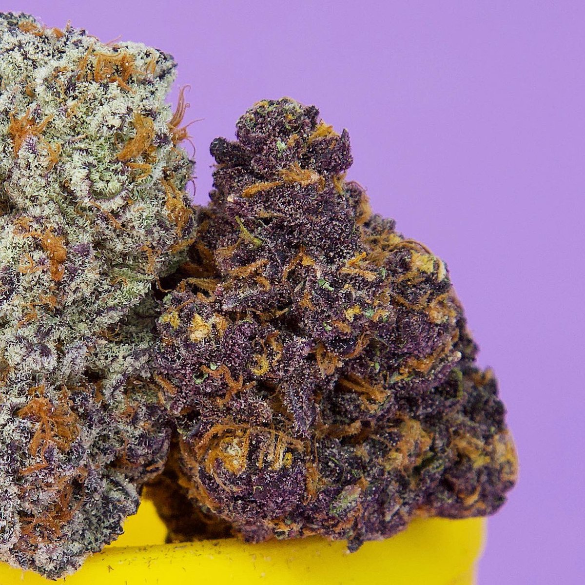 SpIiffWizard's tweet photo. Chosen to judge this years 2023 Oregon Leaf Bowl Competition!! ππ@oregonleaf Here are a few selections of the 100+ nugs Iβll be judging.
@SpIiffWizard π§ββοΈ
#marijuana #cannabis #cannabislife
#StonerFam #420content #OregonLeaf #sexystoners #spliffwizard #weedlife https://t.co/weimDwiEq6