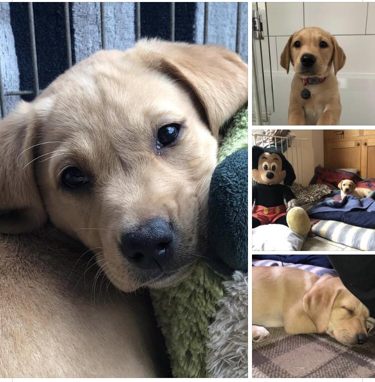 KTHallmark's tweet image. ⚠️Orders might take a little longer than normal while the new #WorkshopAssistant settles in 🐶
@hd_puppy Ruby arrived today ❤️