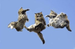 Yes! They are just falling from the sky! Please come to our shelter to adopt a kitty! $25 adoption special this month! #shelterkitty #adoptionspecial #AdoptDontBuy