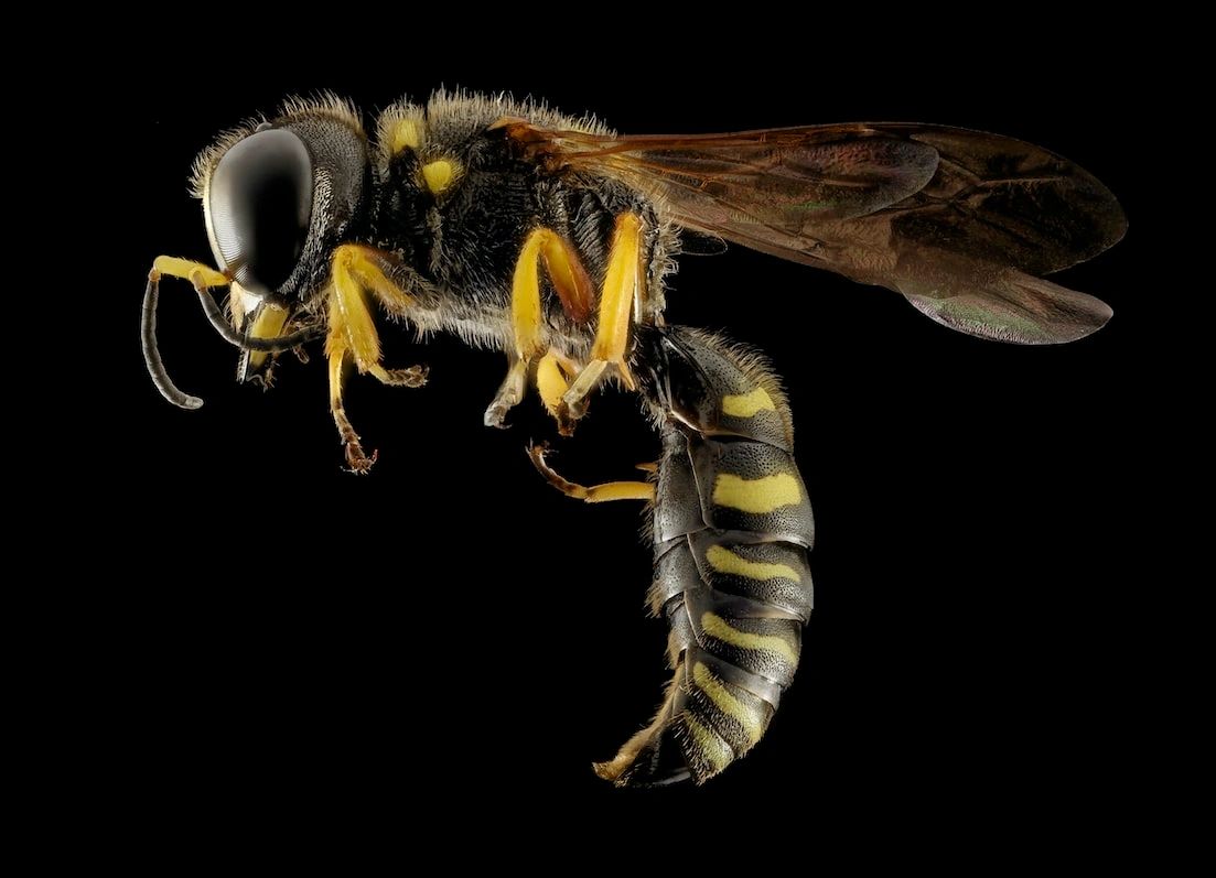DelsPestLLC's tweet image. Have you heard the buzz? It&apos;s just about that time of year that hornets become particularly pesky. We&apos;ll make sure that you aren&apos;t feeling the sting from them visiting your home with our #HornetControl services! To learn more, just give us a call.