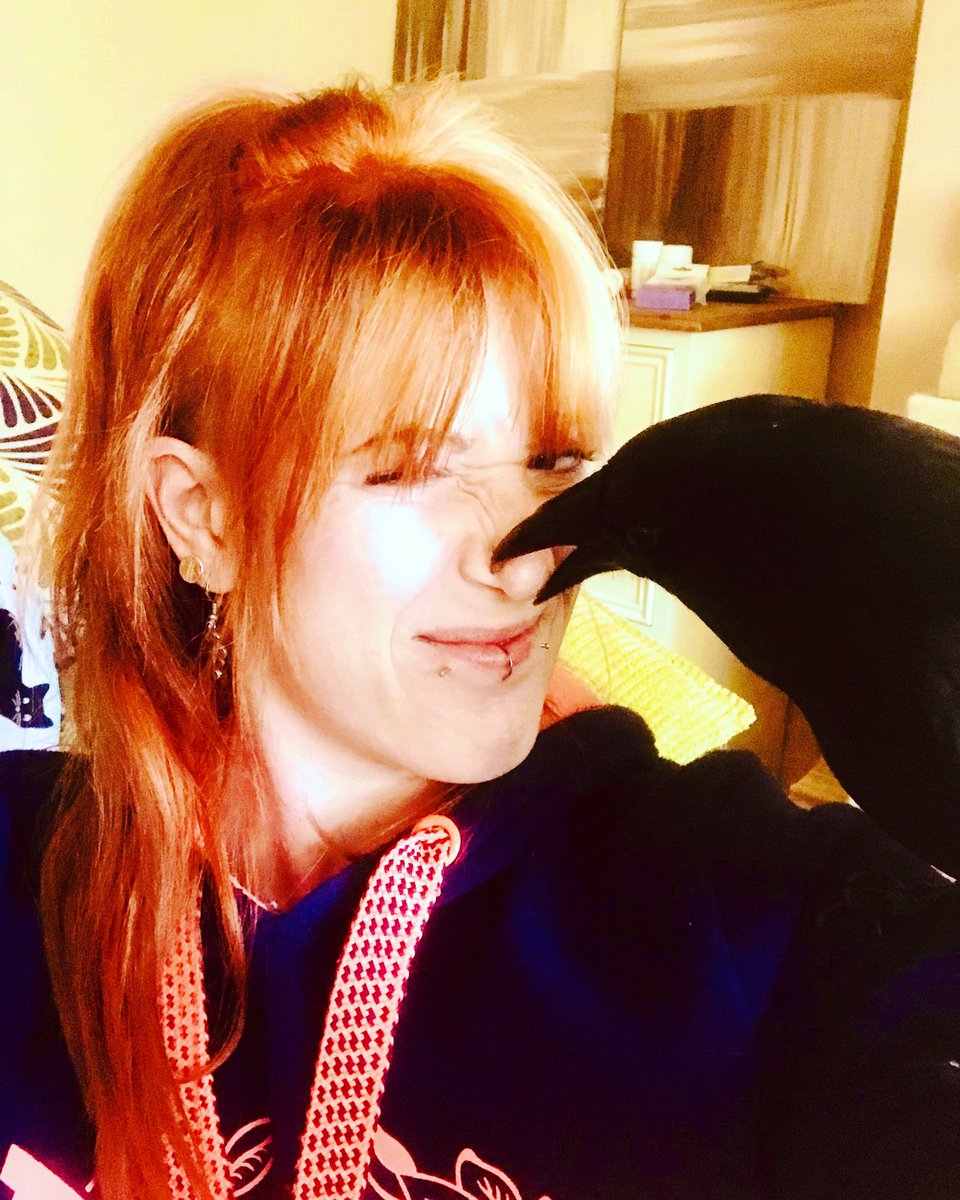 MrEdgarCrow's tweet photo. Took myself out for a fly/hop/tumble the other day but then got mobbed by the local hooligan crows (can’t choose your family eh!) Thanks @grash271 for sounding the alarm! 

In other news: I think the adopted parent has turned into a fox and I don’t know how to feel about it. https://t.co/eGRN6OJdJi
