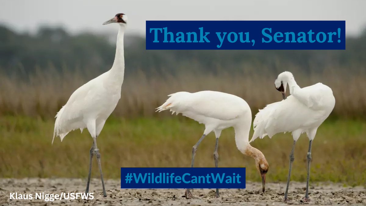 EnvironmentMI's tweet image. Recovering America’s Wildlife Act will invest $1.4 billion each year in state and tribal conservation plans to help wildlife thrive. Thank you @stabenow for co-sponsoring this landmark bill! #WildlifeCantWait
