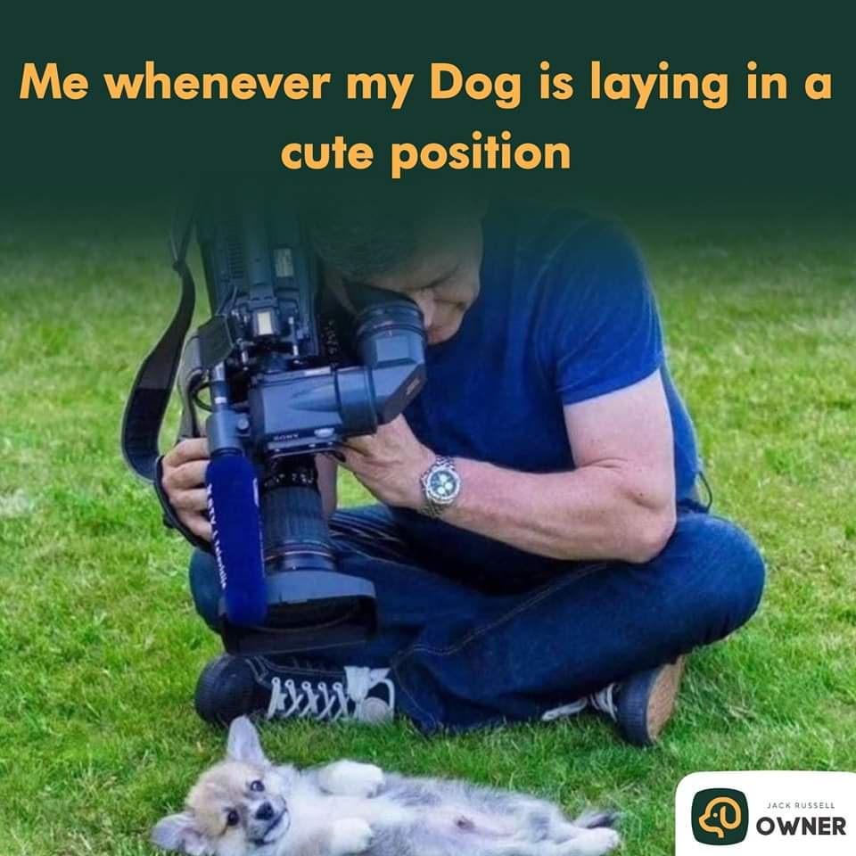 VoiceForDogsOrg's tweet image. Until the memory full!
#dogphotography #puppylove #voicefordogs