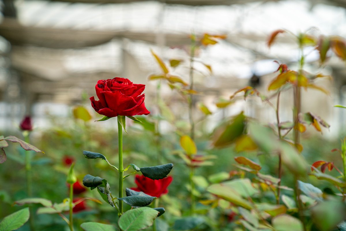 agriculturacat's tweet image. 🪴 La #consellera @TeresaJorda es reuneix avui amb la Confederació d'Horticultura Ornamental de Catalunya i amb la Federació de Viveristes per treballar maneres d'afrontar la sequera. El sector representa un 14,09% en volum econòmic de la producció agrícola, i factura 290 M€.