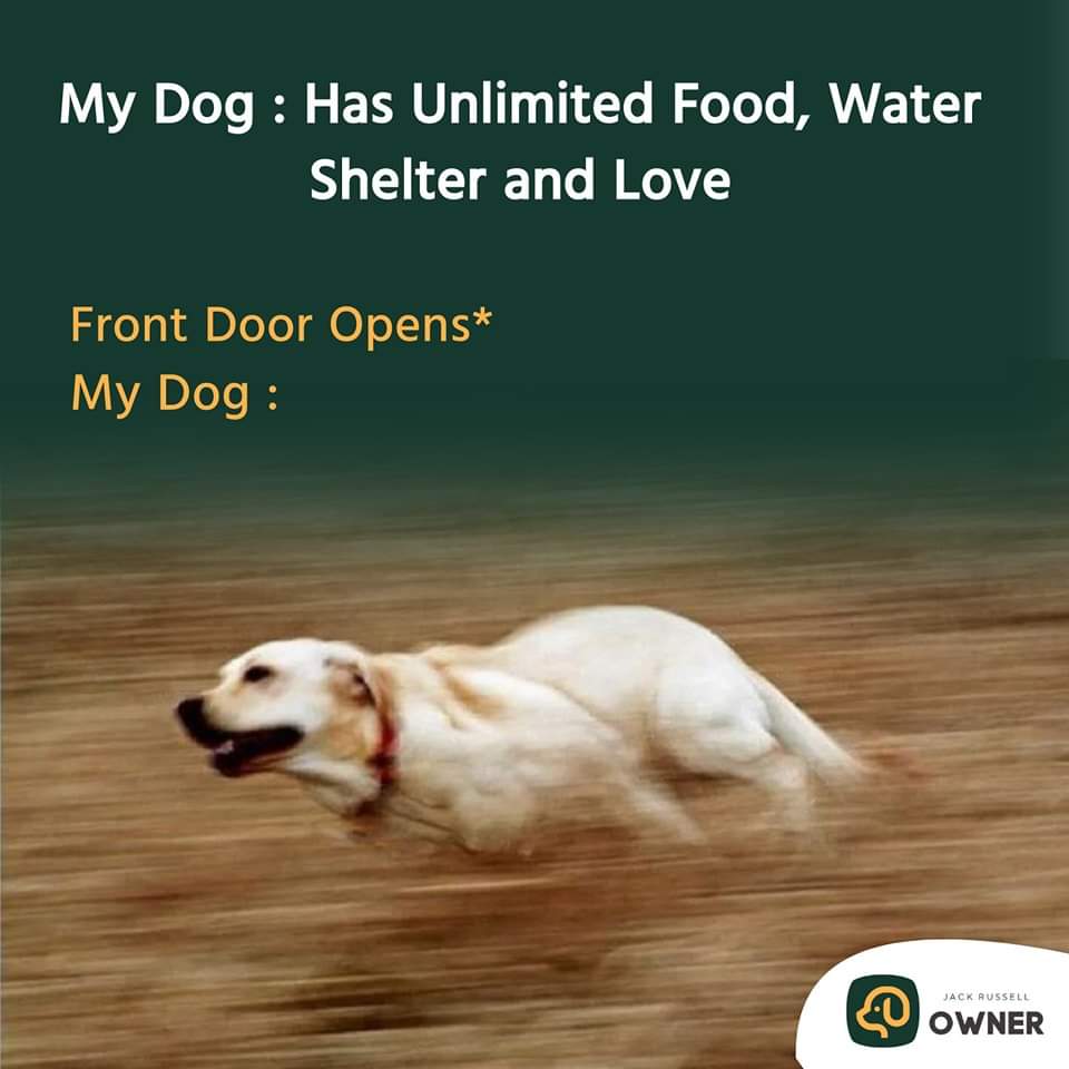 VoiceForDogsOrg's tweet image. Everytime when the front door is opened! 
#dogownerfacts #dogrunning #dogfunfact #funnydog