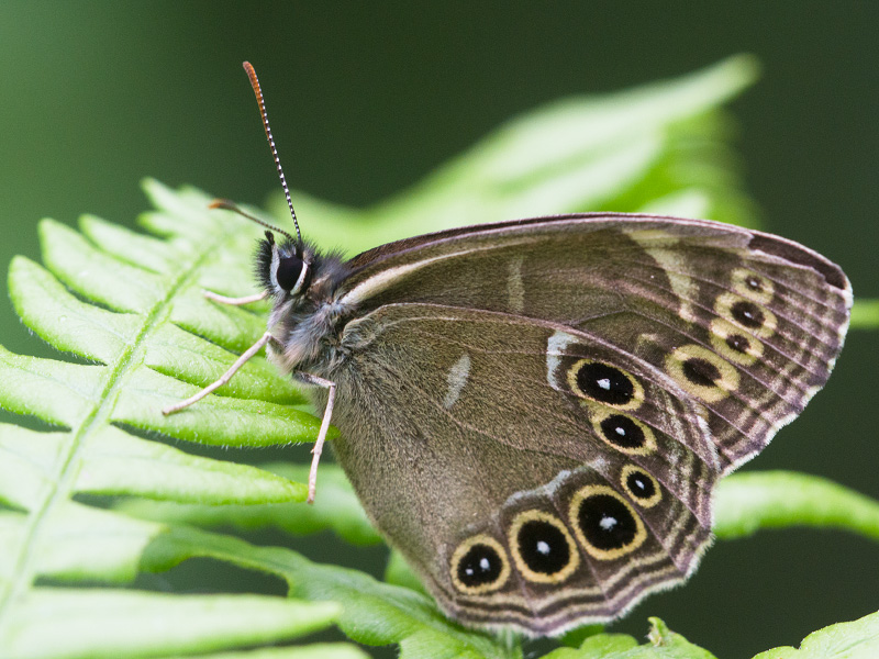 Iespēja pieteikties "Tauriņmācībām' 2023"! Tas ir Latvijas dienastauriņu noteikšanas apmācību cikls, kura mērķis ir plašākam sabiedrības lokam sniegt iespēju iemācīties atpazīt Latvijā sastopamās  dienastauriņu sugas. Vairāk info te: facebook.com/LatvijasEntomo…