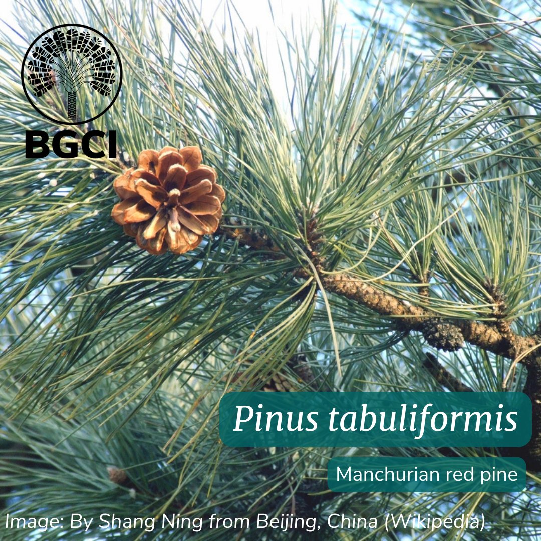 bgci's tweet image. Pinus tabuliformis, or Manchurian red pine, is a pine native to Northern China &amp;amp; Northern Korea. It can grow up to 30 metres tall &amp;amp; has a distinctive flat-topped crown when mature. 
ow.ly/6ZFv50OoKu9
#TuesdayTrees #TreeStories #SustainableForestManagement