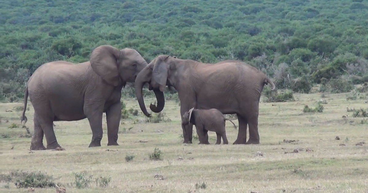 “The question is, are we happy to suppose that our grandchildren may never be able to see an elephant except in a picture book?” Sir David Attenborough 
#elephants #elephantlove #ElephantConservation #savetheelephants #bekindtoelephants #wildlifeconservation