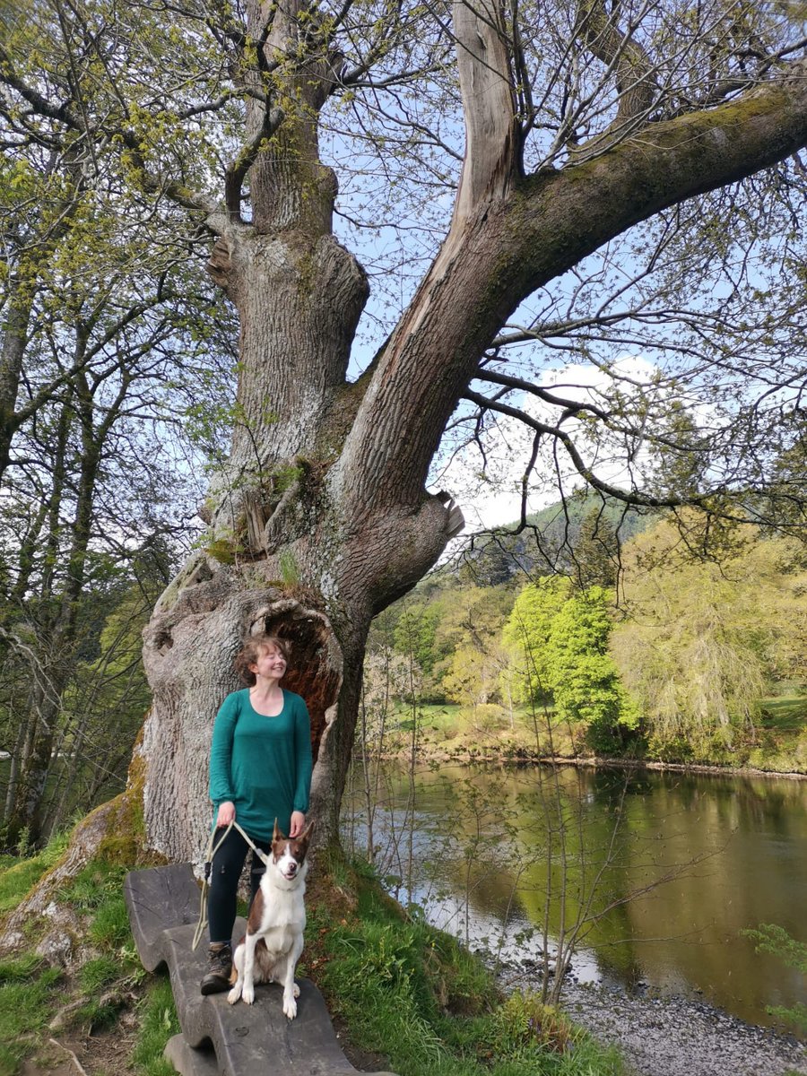 Reckon somebody's got to write an air for the #airtrees growing in #NeilGowsOak

#thicktrunktuesday #ancienttree #heritagetree #scottishmusic #trad