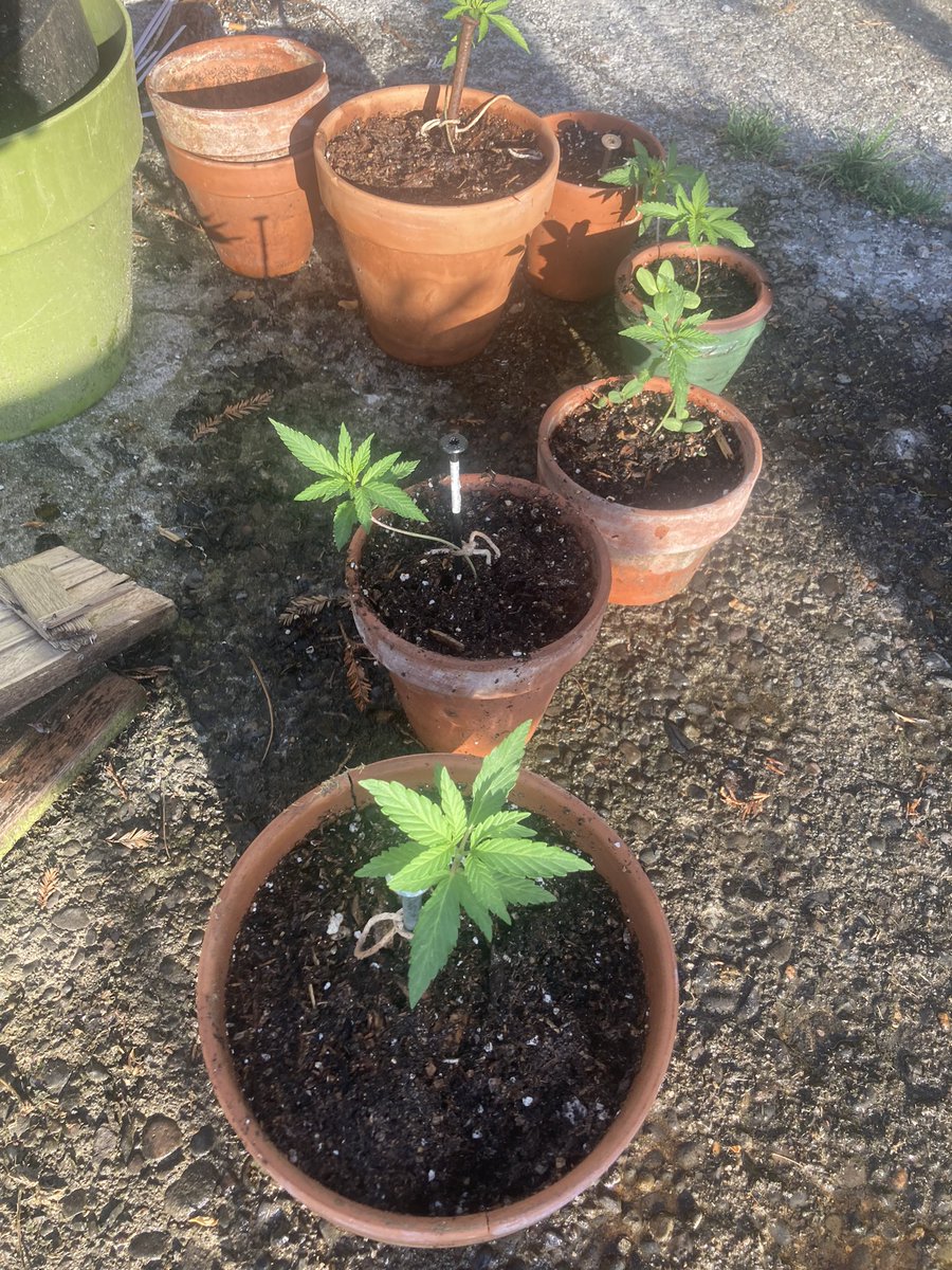 Grow babies grow!