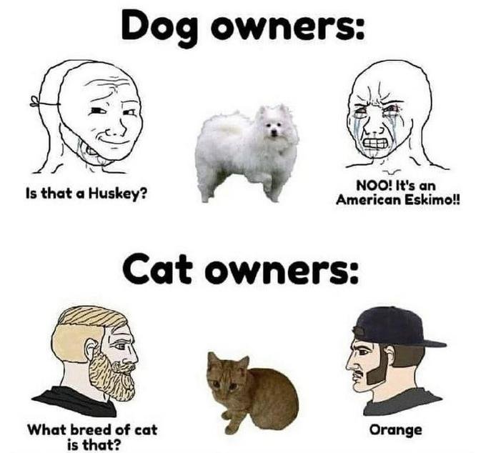 Why you should have a cat (@shouldhavecat) on Twitter photo 