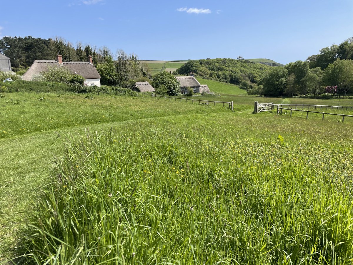 ShaunKiddell's tweet photo. Delighted to be back at Mothecombe’s meadows and bee garden #DevonHeaven @MothercombeBeeGarden @DevonGardens #helpingnaturethrive https://t.co/y74q91Pl7V