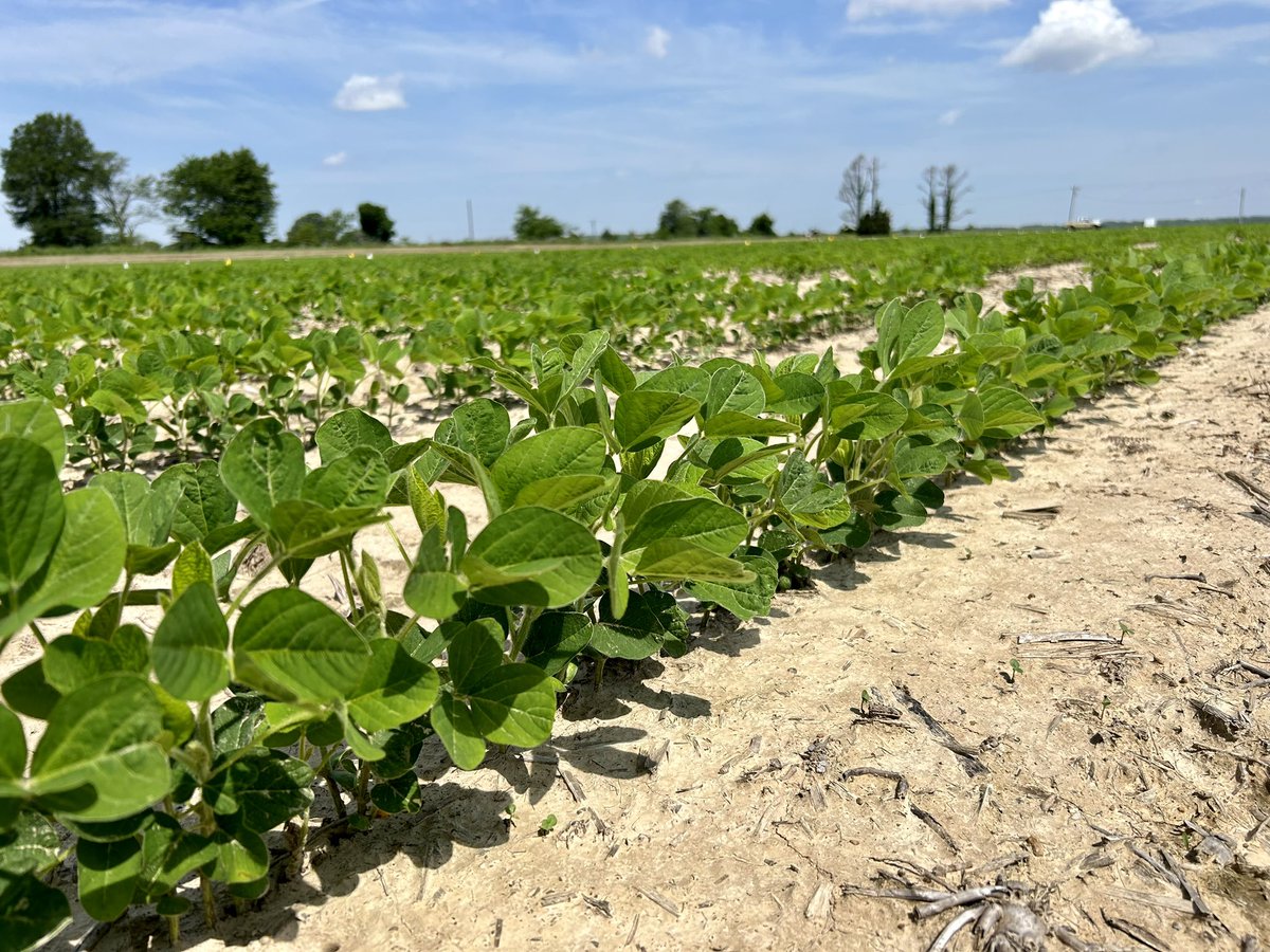 April 13th soybean plots coming along nicely at the Rohwer Research Station.