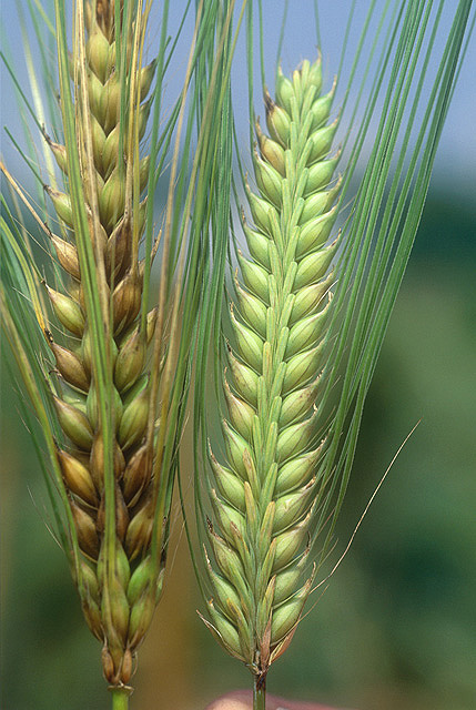Timing Matters When Reducing Fusarium Head Blight in Winter Barley

Read the USDA ARS press release on a new Plant Disease paper:
ars.usda.gov/news-events/ne…

<a href="/NCSU_DEPP/">NCSU Entomology & Plant Pathology</a> @UMNPlantPath <a href="/QuentinDRead/">Quentin Read</a>

#Fusariumheadblight #winterbarley