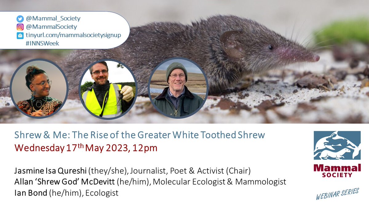 Super excited for the @Mammal_Society free #webinar tomorrow for #InvasiveSpeciesWeek

Shrew & Me: Rise of the Greater White-Toothed Shrew

With Jasmine Qureshi @GoWildForBees, Allan McDevitt @ShrewGod and ecologist Ian Bond

Book now eventbrite.co.uk/e/shrew-and-me…
#INNSweek