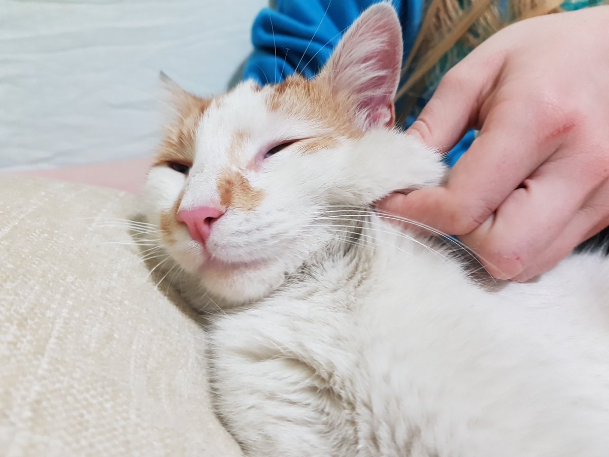 Yanaglarımı kıdladılar helb