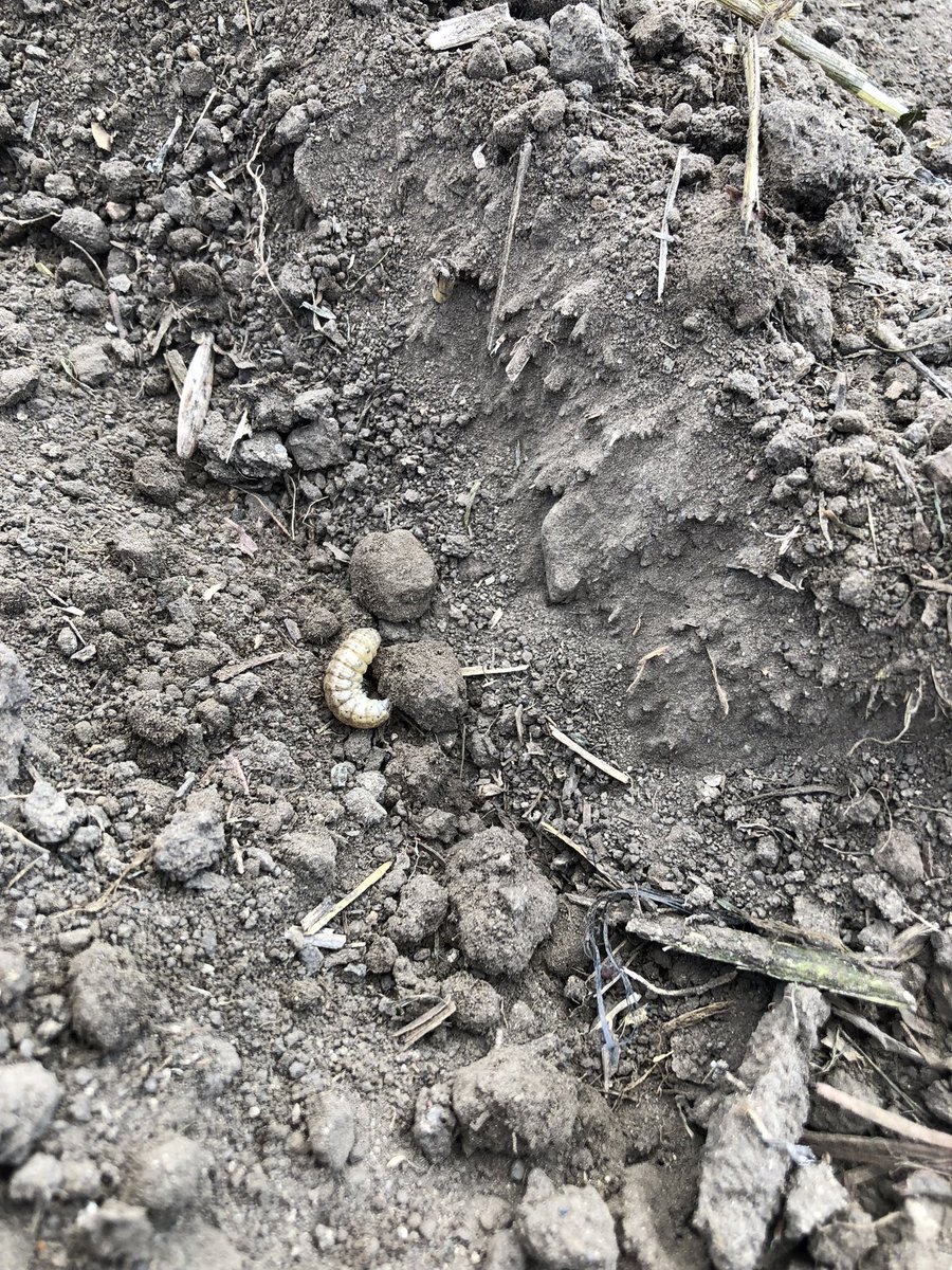 Cutworms already looking for food as I check for depth on #Pelta-treated canola! Go ahead, feast on my #FortenzaAdvanced! <a href="/syngentacanada/">Syngenta Canada</a> #Plant23