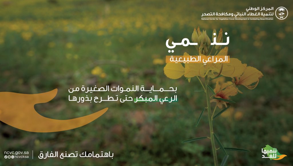 ncvcksa's tweet photo. ممارسة الرعي قبل أن تطرح النباتات الرعوية بذورها يعد رعيًا مبكرًا، ويتسبب في القضاء على تنوع النباتات الرعوية.

#ننميها_للغد https://t.co/8PUFloi6yN