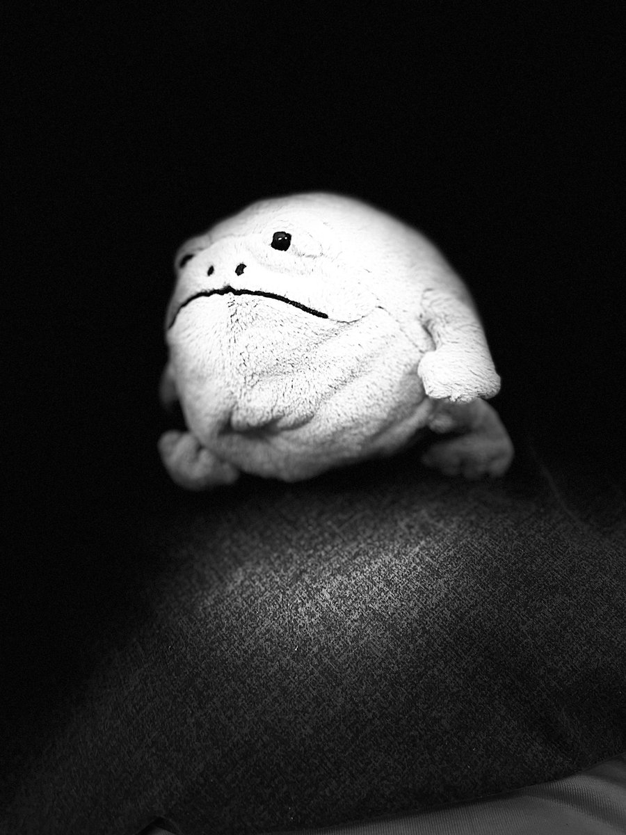 tashmotion's tweet photo. @tofeelhealed I have no idea what that means, but if you mean my main man Dumpy (Rick Rain Frog) then yes he is in the bag and in my heart https://t.co/e4SolIMDoy