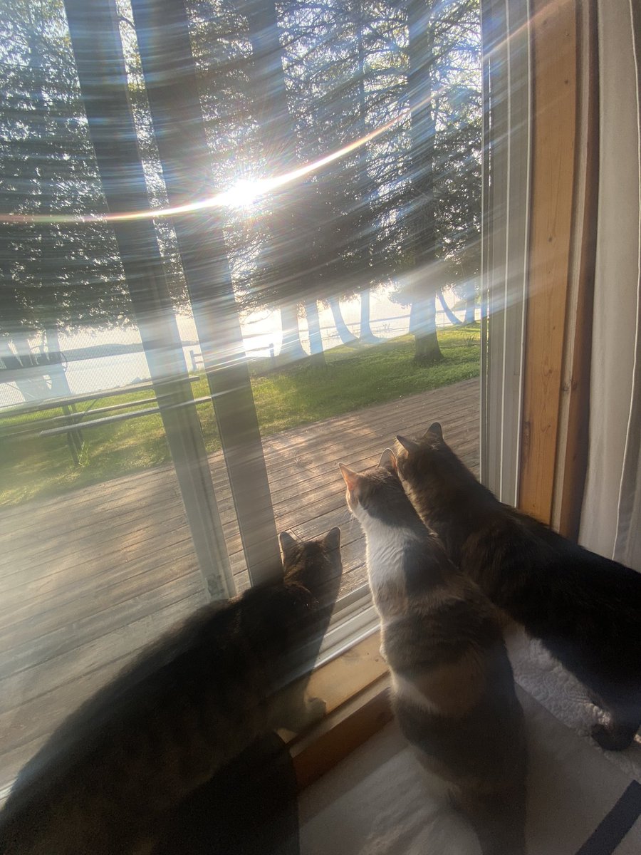 Melissa Smith tweet media