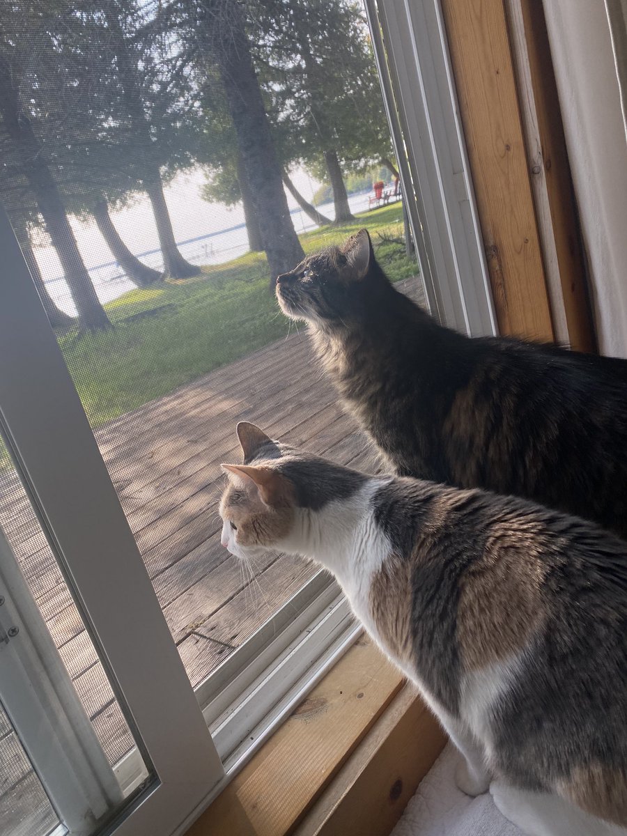 Melissa Smith tweet media