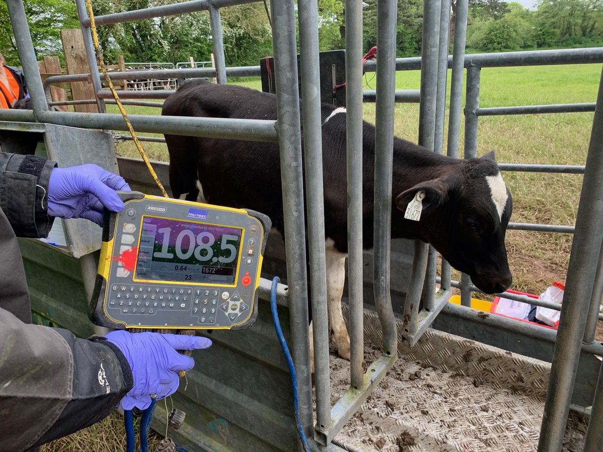 All the Teagasc Moorepark calves were weighed this week, they are on average 100 days old and weigh 104 kg, the range in weights was 90 to 120 kg 🐄 #Moorepark23 #TeamDairy @teagasc
