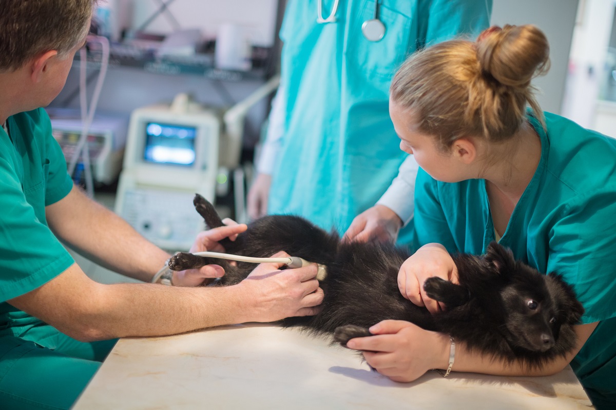 CVSGroupPlc's tweet photo. We’ve introduced 9 pioneering clinical improvement projects to achieve outstanding levels of patient care - on dental radiography, ear cytology, endoscopy &amp; endosurgery, fine needle aspiration, hypertension, lameness, ophthalmology, radiography &amp; radiology, ultrasound #cvsgroup https://t.co/0acR949xAf