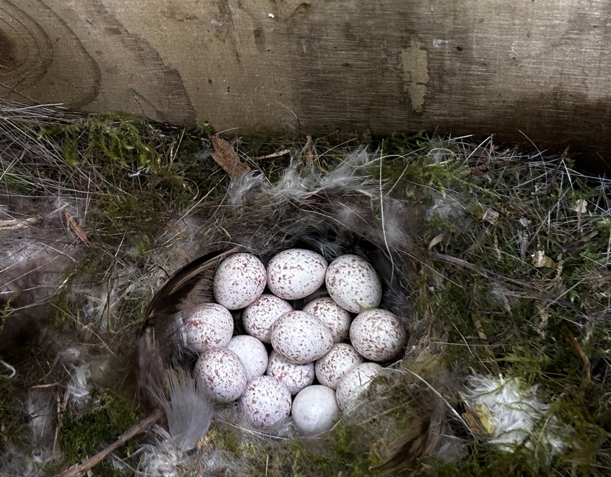 According to @_BTO #birdfacts a max clutch of ten eggs is typical for blue tit. This clutch of 15 eggs is definitely a record for me!