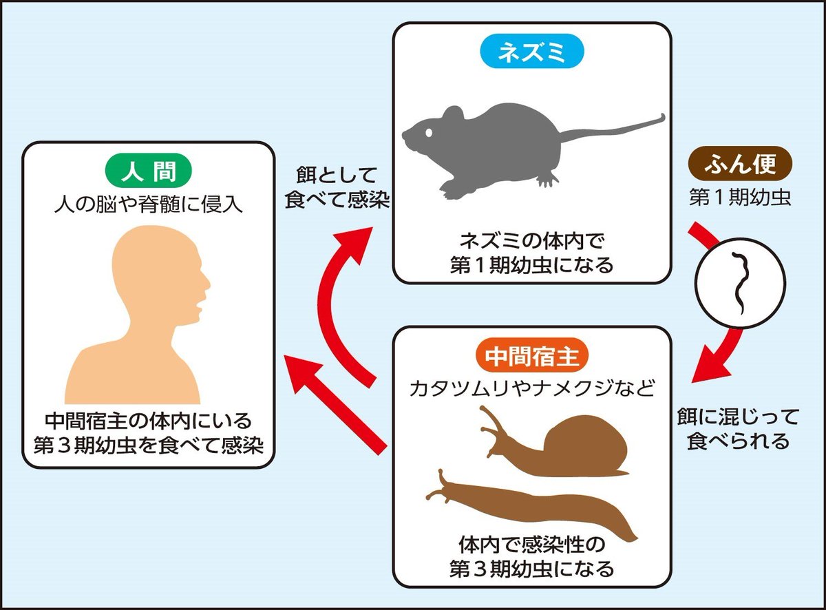 アフリカマイマイじゃなくても、ナメクジやジャンボタニシとかに広東住血線虫がいることはあり得るので、これらを触ったらよく手を洗わないとダメだし、生野菜もよく洗ったほうが良い。
 medical-jiji-com.cdn.ampproject.org/v/s/medical.ji…