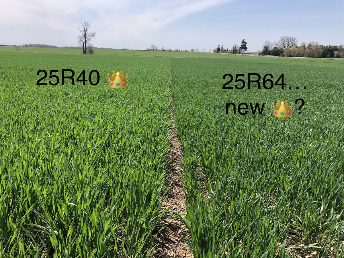 For years <a href="/PioneerSeedsCA/">Pioneer Seeds Canada</a>’s 25R40 has ruled for yield but now 25R64 lays in wait to usurp that throne.  R64 (pictured here last week north of Brucefield ON) starting to show its characteristic deep green colour. 
Will R40 retain the crown, or will R64 dethrone it?  Time will tell