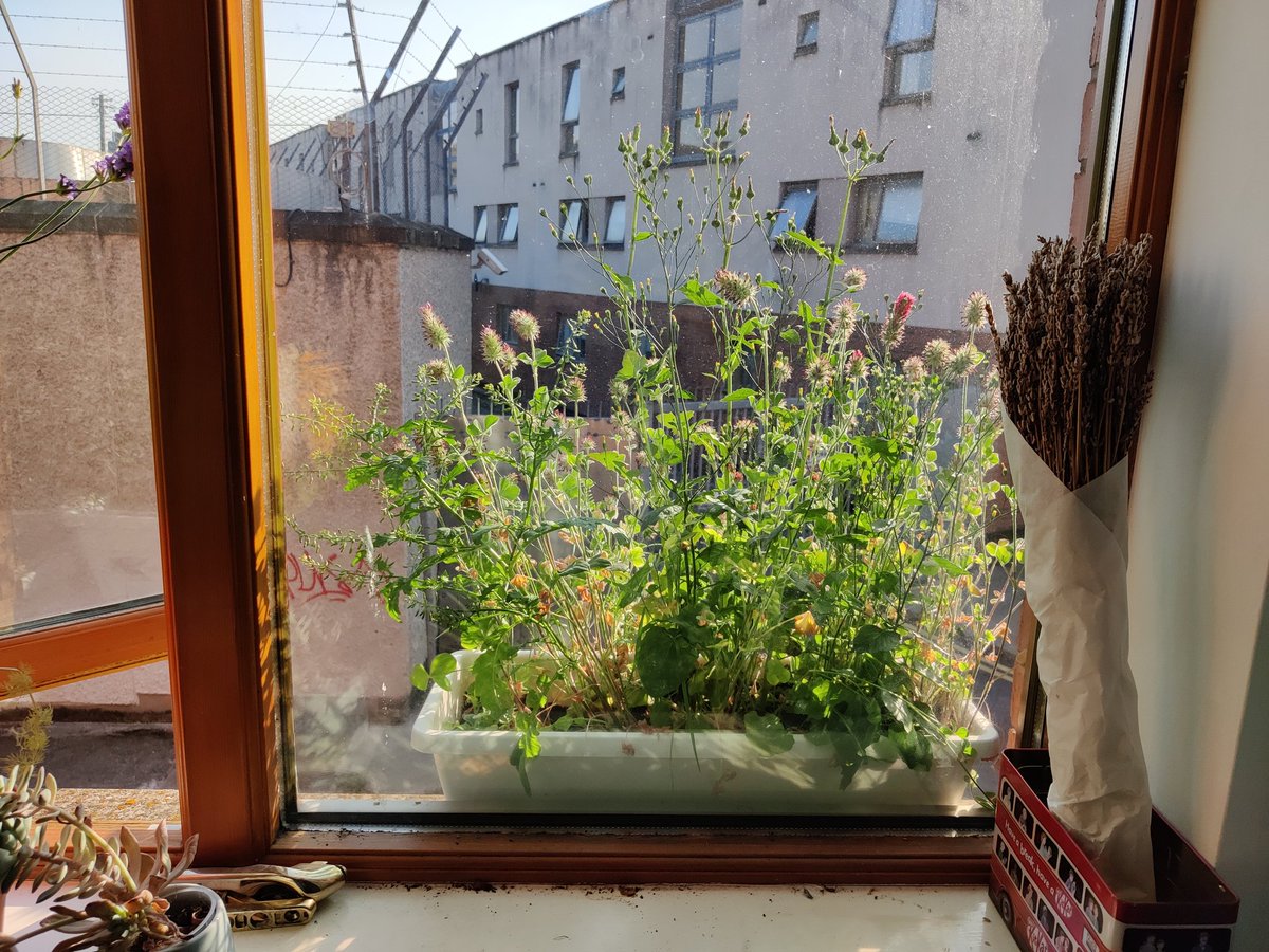 Mini Meadows tweet media