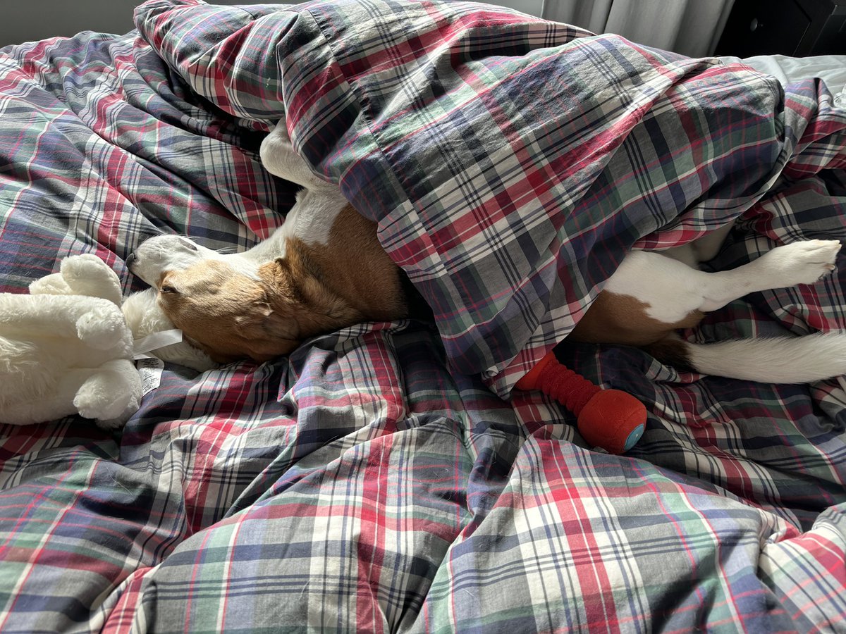 There is evidence to suggest a #beagle typically has a quality of life two standard deviations better than that of their caregiver. #beaglefacts 

📷 <a href="/oliverpbeagle/">Oliver the Beagle</a> / Twitter