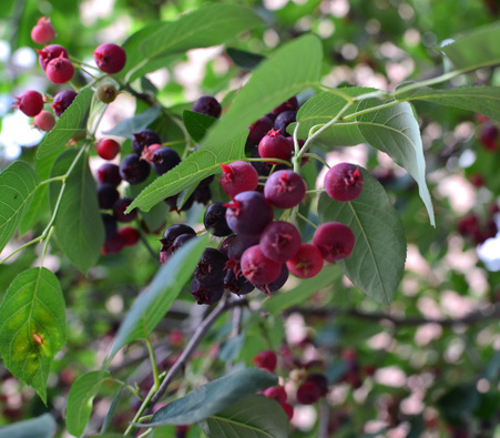 Grand Rapids, MN

Look for white booms of the Juneberries - they bloom synchronously; all blooms at once

but fruit is asynchronously

latimer suggests you harvest the berries, they are delicious!

#phenology #kaxemorning