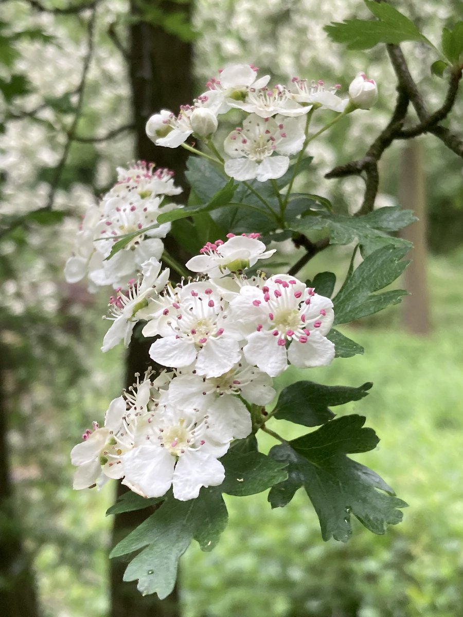 De meidoorns staan overal in bloei! Deze staat bij een van onze poelen in het Staelduinse bos. #regiokuststreek <a href="/ZHLandschap/">Zuid-Hollands Landschap</a> <a href="/FloraNederland/">Flora van Nederland</a> @FLORONNederland