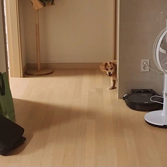 FindFamilyBeige's tweet photo. #가족찾는_베이지 #어리바리_임보
빼꼼🐶 https://t.co/OgO8UcUeaq