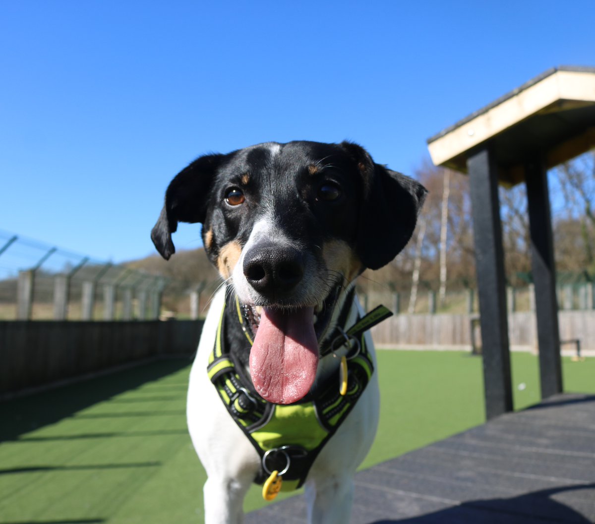 Jasper is a total sweetheart who is smashing #TongueOutTuesday 💙

#dogstrust #tot #dogstrustglasgow #cute #boop #rescue #rehome #adogisforlife #adifl #rescuedogsofinstagram