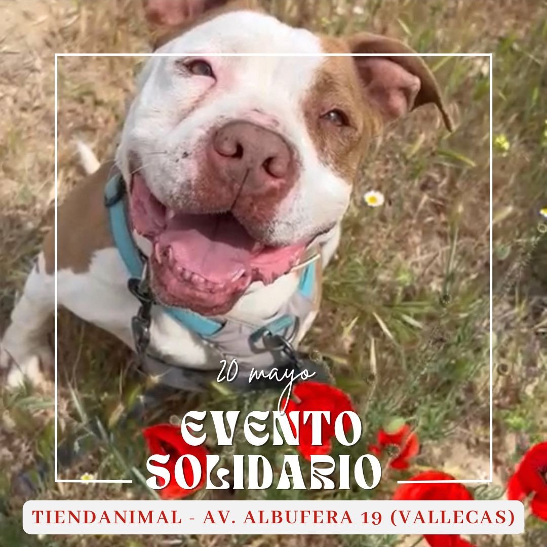 Life4pitbullsMADRID (@life4pitbullsm) on Twitter photo ¡Y además de cositas nuevas os traémos nuestro evento semanal también!
Para empezar la vuelta del puente con buen pie, aquí os dejamos día y sitio:
En el
<a href="/tiendanimal/">Tiendanimal</a>
de Avd. Albufera #Vallecas el sábado 20 os estaremos esperando 🤗 ¡Y además de cositas nuevas os traémos nuestro evento semanal también!
Para empezar la vuelta del puente con buen pie, aquí os dejamos día y sitio:
En el
<a href="/tiendanimal/">Tiendanimal</a>
de Avd. Albufera #Vallecas el sábado 20 os estaremos esperando 🤗