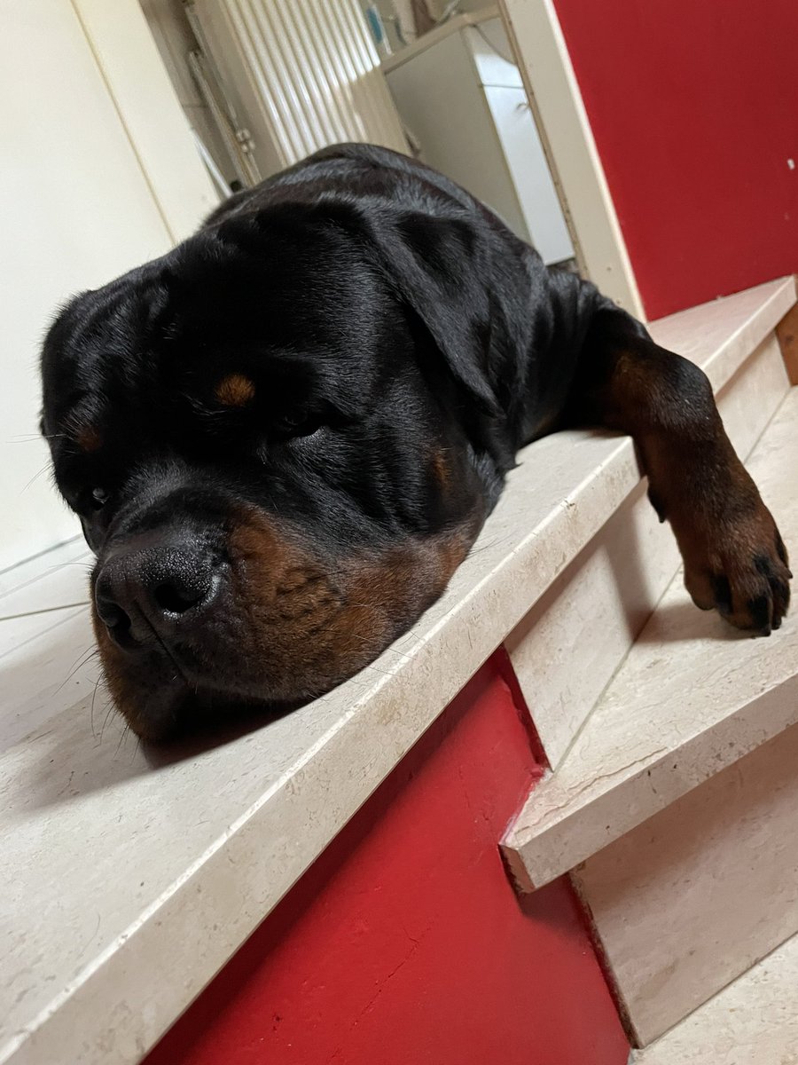 Krevett46's tweet photo. My best friends,
I love it !! 🫶🐶🐾
#agressiveDog
#mysealion
#rott #bullrot #Rottweiler https://t.co/Ll0zCmZBIA