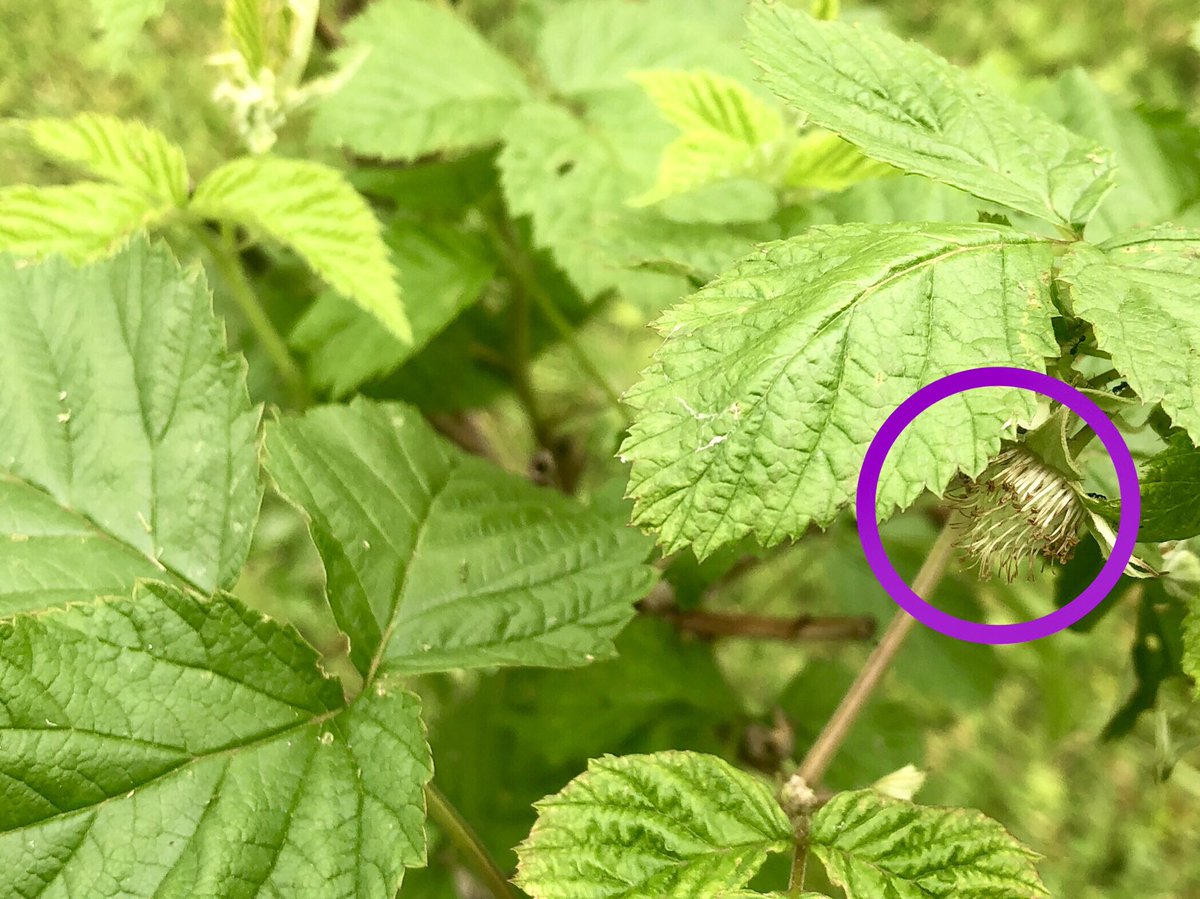 Monah0214's tweet photo. Here!!! My very first raspberry!!
Soooo exciting👏🏻👏🏻👏🏻
ラズベリー見付けた!!
人生で初めての事😊
#PictureJournal https://t.co/FT3arEpUE6